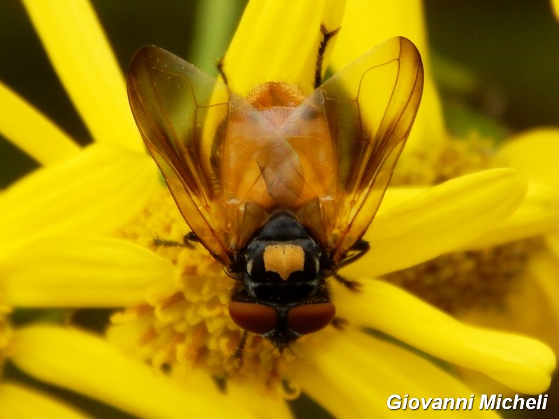 maschio di Phasia sp. (Tachinidae)